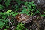 Tree Stump and Berries