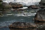 Duck Enjoying Sandy Stream Pond