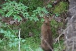 Rabbit having lunch