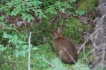 Rabbit having lunch