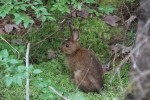 Rabbit having lunch