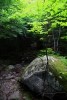 Bright Canopy Shaded Forest