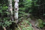 White Birch Trees on Path