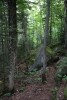 Trees and Boulders