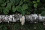 Mushroom on Tree