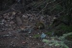 Red Squirrel