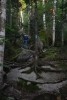 Tree growing on Rock