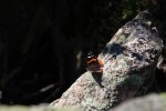 Red Admiral Butterfly