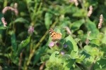 Butterly lunch time