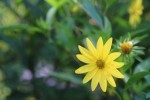 Yellow Flower