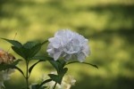 White Hydrangea