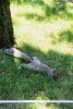 Squirrel chillin