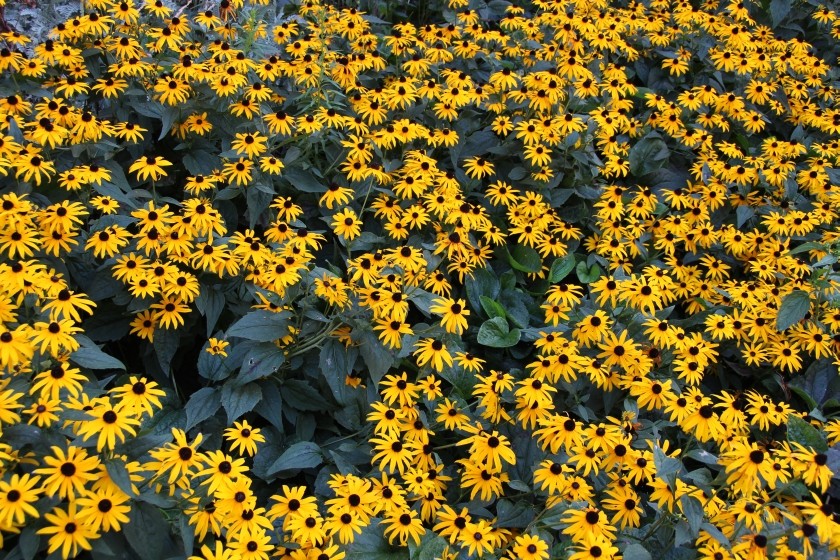 Yellow Rudbeckia