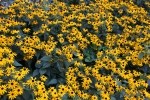 Yellow Rudbeckia