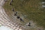 Starling Bathtime