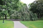 Weeping Beech