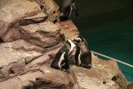 African Penguins