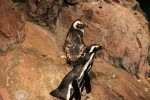 African Penguins