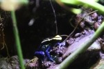 Poison Dart Frog