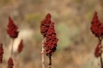 Smooth Sumac