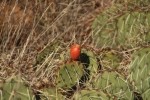 Prickly Pear Cactus