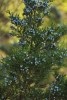 Juniper Berries