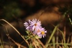 Aster Flower