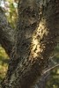 Hackberry Tree