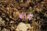 Aster Flower