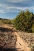 Trail around Juniper