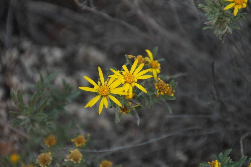 Yellow Aster