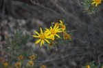 Yellow Aster