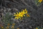 Yellow Aster