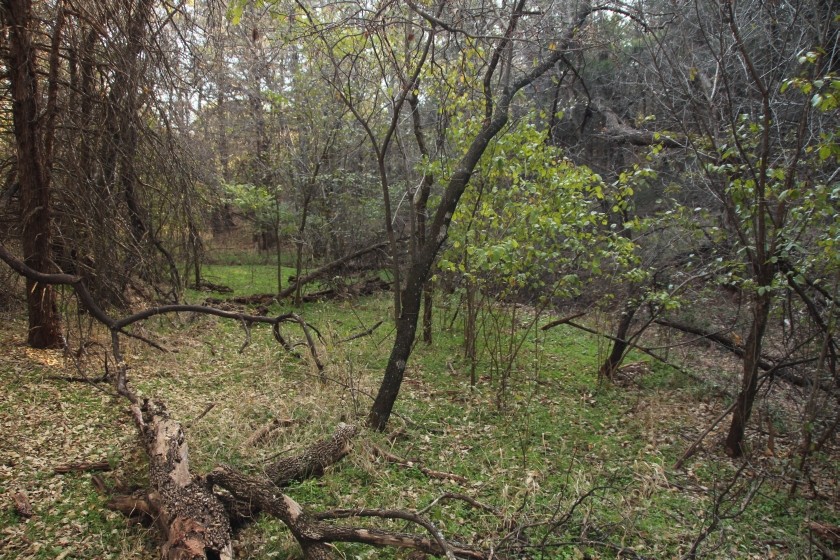 Enchanted Forest