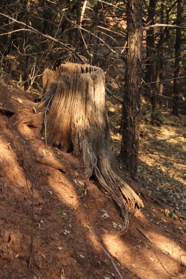 Tree stump