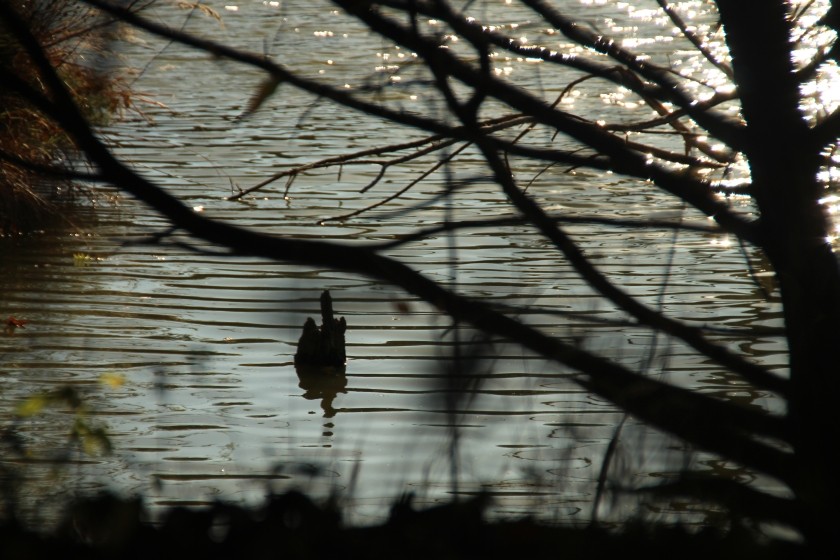 Water stump and ripples