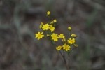 Mountain Marigold