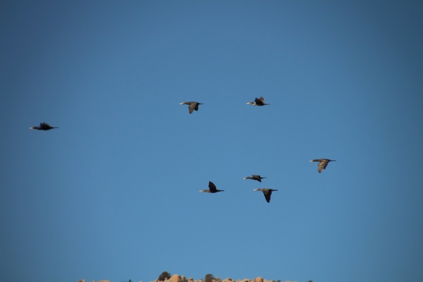 Double-crested Cormorants