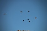 Double-crested Cormorants