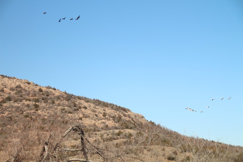 Pelicans and Cormorants
