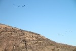 Pelicans and Cormorants