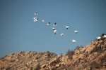 American White Pelicans