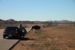 American plains bison