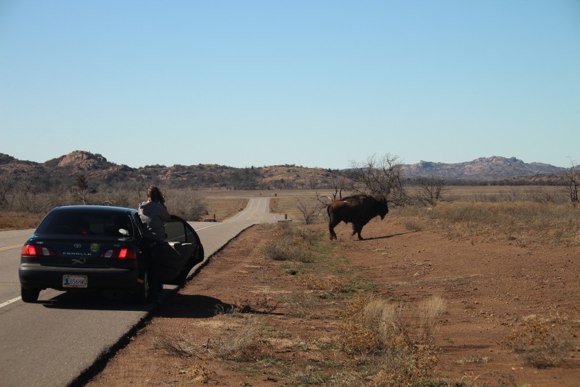 American plains bison