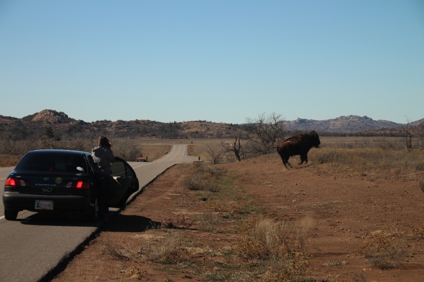 American plains bison