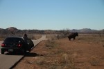 American plains bison