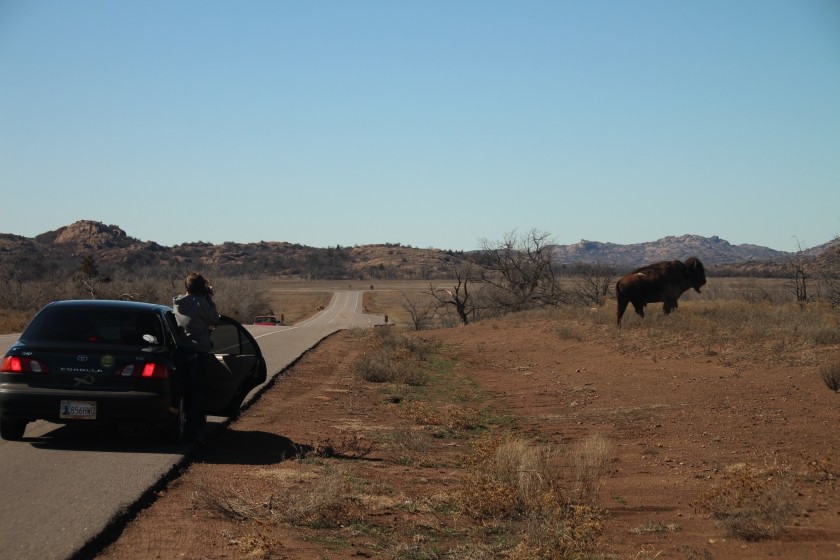 American plains bison