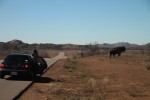 American plains bison