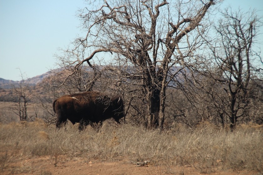American plains bison