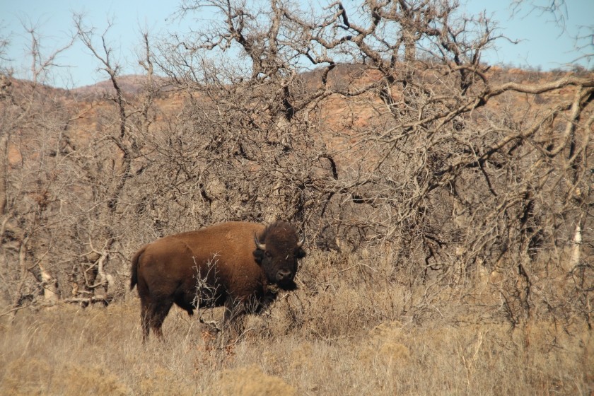 American plains bison